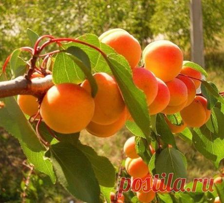 Чтобы рос абрикос!