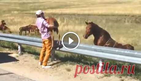 Baby horse saved by stranger on the road