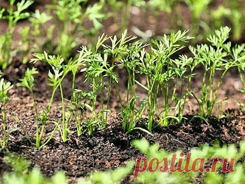 Морковь взойдет через 4-5 дней! | Моя усадьба | Яндекс Дзен