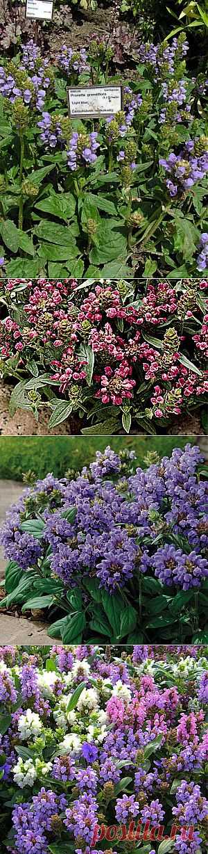 ЧЕРНОГОЛОВКА или (PRUNELLA) | 6 соток