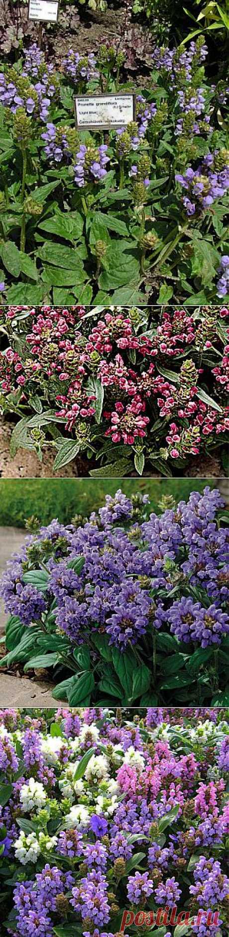ЧЕРНОГОЛОВКА или (PRUNELLA) | 6 соток