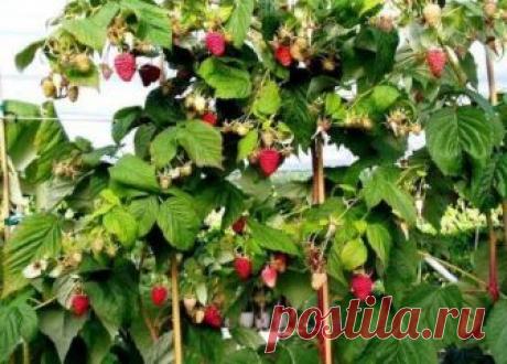 Агротехнические свойства сорта малины Крепыш, описание, характеристики, посадка кустов, уход. Преимущества и недостатки сорта, полив и подкормка ягоды, рыхление, подготовка малинника к зиме.