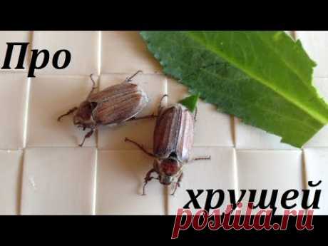 206. ХРУЩИ. Как бороться с ними.
