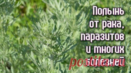 ПОЛЫНЬ от РАКА, ПАРАЗИТОВ и многих БОЛЕЗНЕЙ. Рецепты
