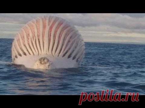Увидев ЭТО, рыбаки подумали, что перед ними корабль пришельцев. Но как же они ошибались…