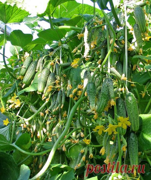 Как продлить плодоношение огурцов?