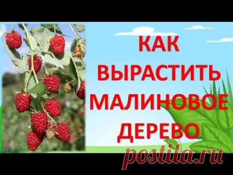 Формирование малинового дерева/Как увеличить урожай малины/Летняя обрезка малины