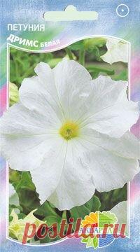 ПЕТУНИЯ ДРИМС белая
Гибридная крупноцветковая петуния. Растение компактное, с хорошей ветвистостью, стеблидлинной 25-40см. Крупные цветки диаметром до 10 см белого цвета добавят яркой краски при украшении балконов, оформлении бордюров, создании композиций на клумбах, в подвесных корзинах. Прекрасно соседствует с бархатцами, вербеной, циненарией, лобелией.