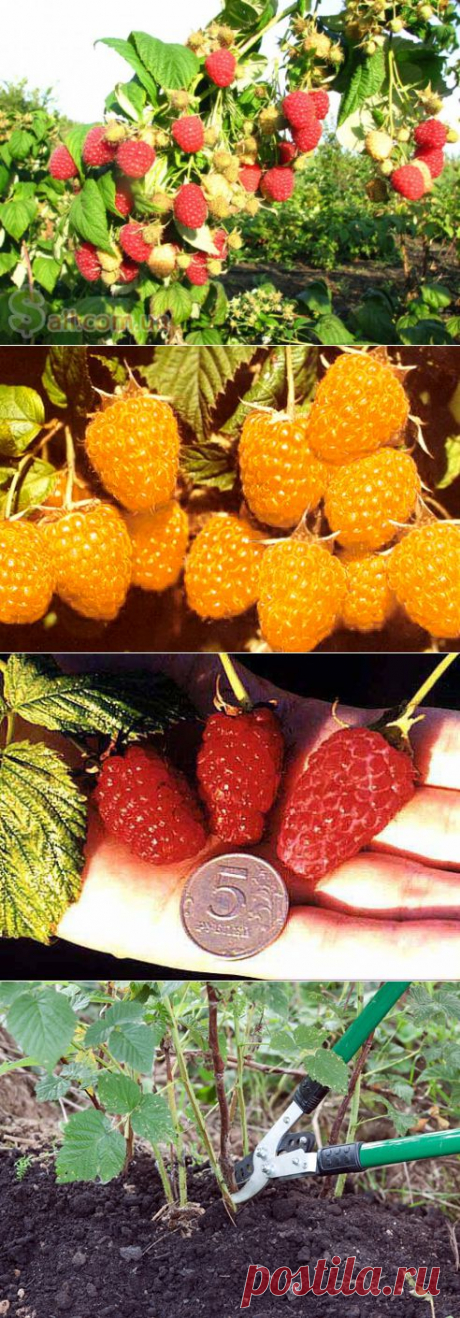 Секреты опытных садоводов. Малина