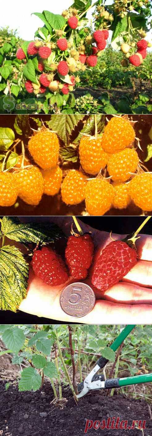 Секреты опытных садоводов. Малина