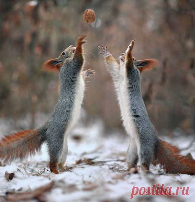 Фотограф запечатлел Российской белок играть в снежки - и это так весело! | В Реальной Жизни