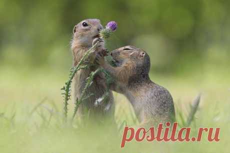 Замечательные фотографии животных от Юлиана Рада