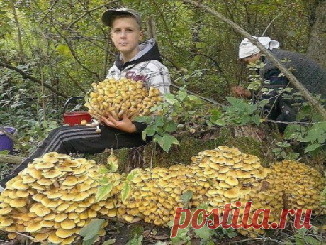 Дары природы...