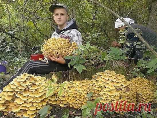 Дары природы...