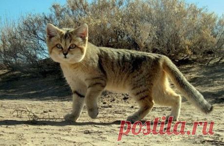 Барханный кот - кот, который всегда остается похожим на котенка / Питомцы