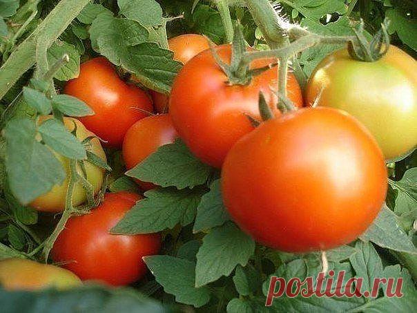 ВЫРАЩИВАНИЕ ПОМИДОР ПО МАСЛОВУ. 
УВЕЛИЧЕНИЕ УРОЖАЯ В 8 РАЗ!

Наблюдая в течение многих лет за развитием томатных растений, я пришел к выводу, что для того, чтобы обеспечить налив большого количества плодов, нужна мощная корневая система.

Увеличить ее я пробовал двумя способами. 
Первый — посадка рассады не вертикально, как это обычно принято, а лежа. В заранее подготовленную борозду укладываю не только корень, но 2/3 стебля, предварительно удалив с этой части листья. Засы...
