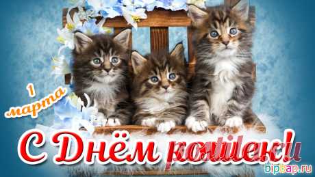 Кошечки, конечно,
И прекрасные коты,
Поздравляем их сердечно,
Дарим каплю доброты!