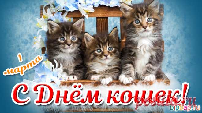 Кошечки, конечно,
И прекрасные коты,
Поздравляем их сердечно,
Дарим каплю доброты!