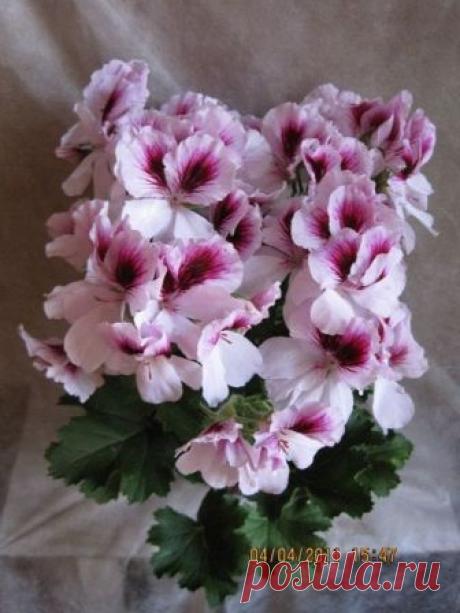 'PAC Aristo Petticoat' - Форум цветоводов Фрау Флора