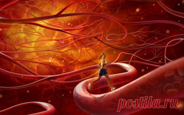 УЛУЧШАЕМ ТОНУС СОСУДОВ / Популярная медицина