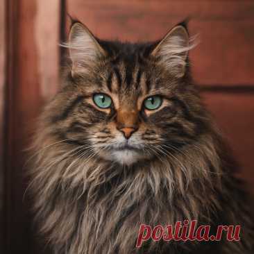 Пыльная жизнь - OGADANIE.RU