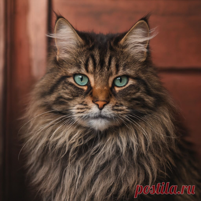 Пыльная жизнь - OGADANIE.RU