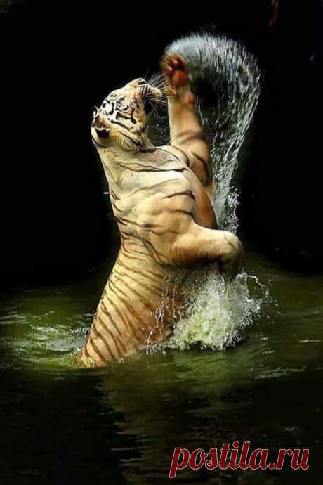 Nature's beauties.