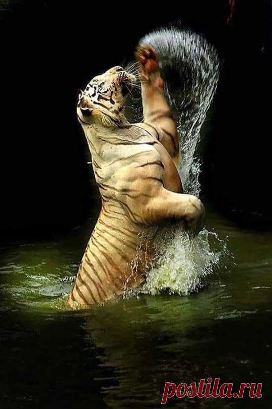Nature's beauties.