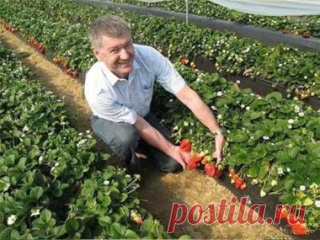 Календарь ухода за клубникой Клубника (садовая земляника)