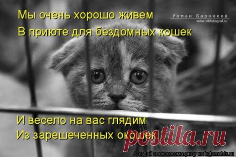 Лучшие котоматрицы недели / Питомцы