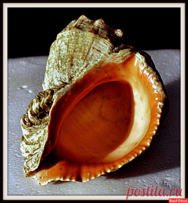 Фото: Рапан. Николай Попов. Предметы - Фото и фотограф на Расфокусе.