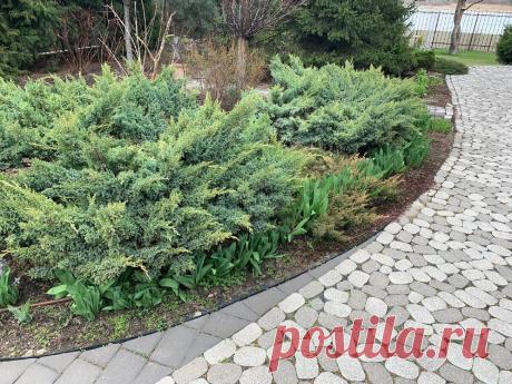 Увидел, как финны отделяют грядки и цветники от дорожек и плитки во дворе. Теперь жалею, что зря потратил деньги на бордюр | Строю для себя | Яндекс Дзен