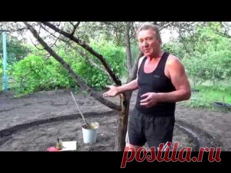 "Бальзам" для коры. Как спасти ствол дерева.