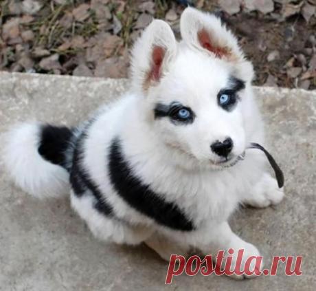 (18) Одноклассники