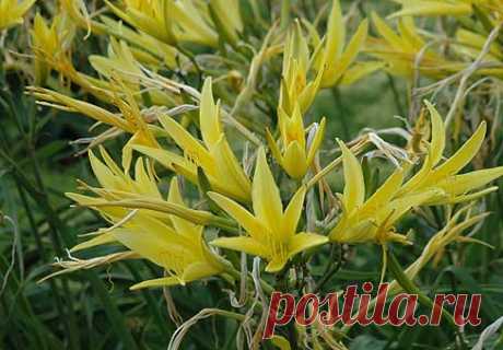 Лилейник, красоднев (Hemerocallis)