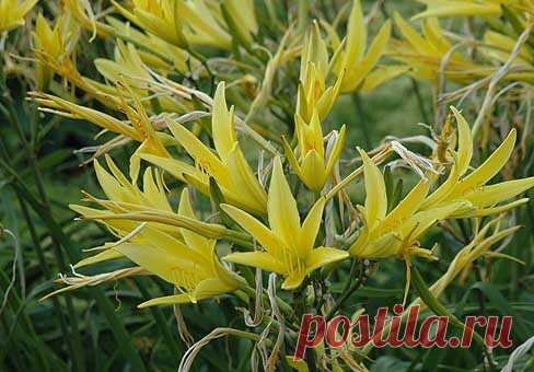 Лилейник, красоднев (Hemerocallis)