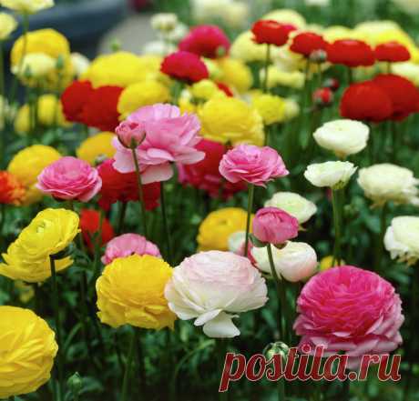 Лютик садовый. Основы возделывания | Flohouse