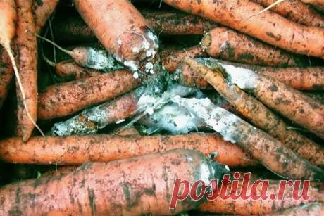 Зря послушала маму: ее способ хранения моркови уничтожил весь Мой урожай | Садовый рай 🌱 | Яндекс Дзен