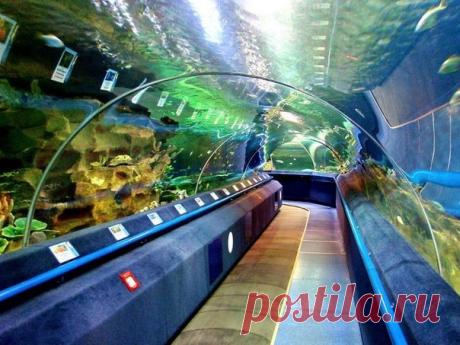 Водный мир в Петербурге

В Петербурге есть множество мест, связанных с водой: аквапарки, океанариум, дельфинарий и даже &quot;водный&quot; ресторан.

1. Санкт-Петербургский дельфинарий
В дельфинарии можно посмотреть спектакли с морскими животными.
В программе в разных сочетаниях участвуют: черноморские дельфины-афалины, белые полярные киты-белухи, северные морские львы и
тихоокеанский морж. Программа длится 40-50 минут.
Также здесь можно поплавать с дельфинами или записаться на курс...