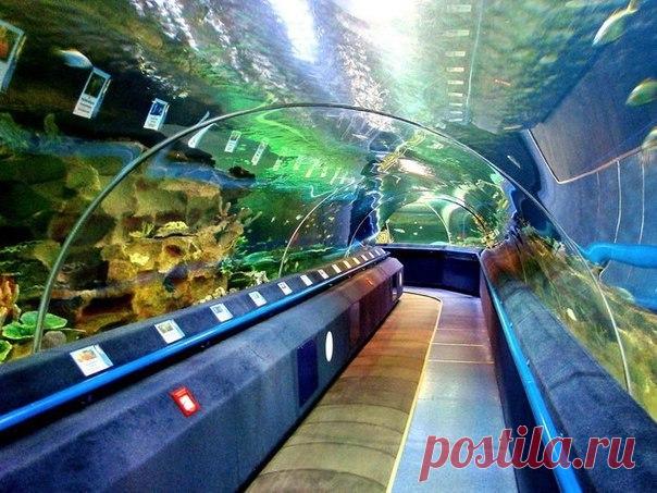 Водный мир в Петербурге

В Петербурге есть множество мест, связанных с водой: аквапарки, океанариум, дельфинарий и даже "водный" ресторан.

1. Санкт-Петербургский дельфинарий
В дельфинарии можно посмотреть спектакли с морскими животными.
В программе в разных сочетаниях участвуют: черноморские дельфины-афалины, белые полярные киты-белухи, северные морские львы и
тихоокеанский морж. Программа длится 40-50 минут.
Также здесь можно поплавать с дельфинами или записаться на курс...