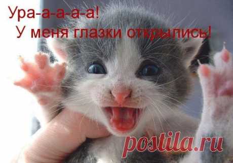 Смешные фото для настроения. Часть 2
