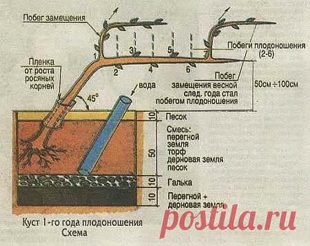 ВИНОГРАД