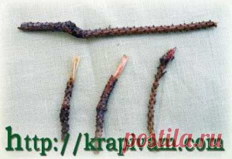 Палочка для чистки зубов из сосны | krapivam.com