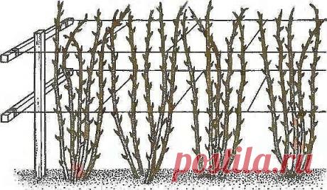 Нет малины на малине, почему? Нет малины на малине, почему? или Как получить небывалый урожай малины?

Первое и главное. Малину надо обязательно выращивать только на шпалере, это доказано опытом миллионов. При посадке ровными рядами, при установке столбов и проволоки ваша малина каждый год способна давать в 6-8 раз больше ягод и при этом вы получаете максимально возможное качество ягод. Все ваши усилия теряют смысл, если ваша зелёная фабрика (растение малины) не способна п...