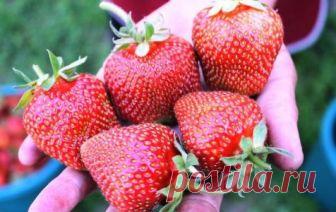 Борная кислота – главный секрет суперурожая земляники Обычные сорта земляники, или, как ее у нас чаще называют, клубники, уже почти отплодоносили. Сейчас собирают урожай поздних и ремонтантных сортов. 



После плодоношения ремонтантные сорта делают...