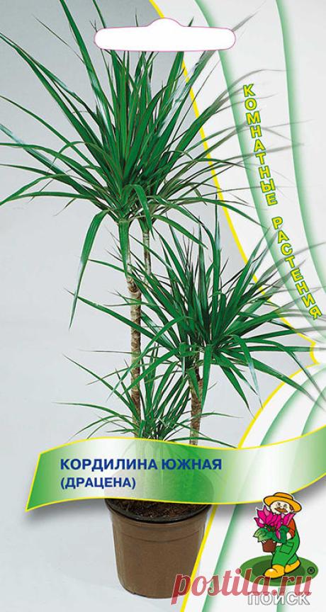 "Кордилина южная (драцена)"