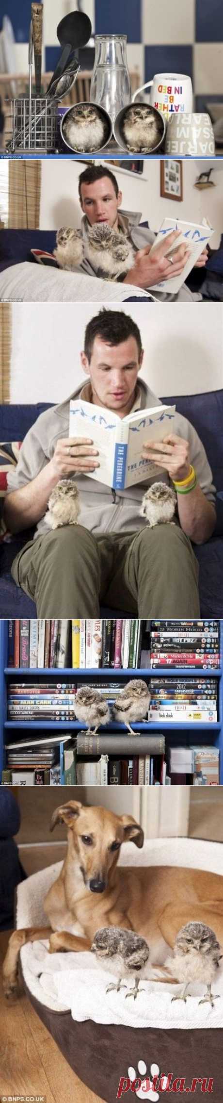 Домашние совята Линфорд и Кристи - Путешествуем вместе