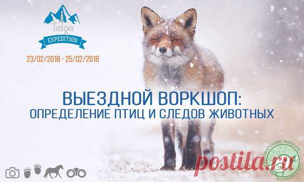 Вы знаете, как выглядит горностай? Сумеете отличить волчьи следы от собачьих? Узнаете ли птицу по голосу и оперению? На следующих выходных, с 23 по 25 февраля, можно научиться всем тонкостям лесной жизни в Окском биосмоферном заповеднике. Опытный орнитолог, сотрудник Биологического факультета МГУ и опытный полевой экскурсовод - Вероника Самоцкая из проекта Birdwatching Moscow - покажет в лесу птиц и научит распознавать их по пению и внешнему виду. А по вечерам ребята обещают научно-популярные…