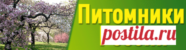 Снежноягодник округлый - розовый жемчуг