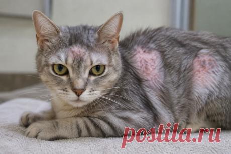 🐱 Лысеющие участки, шелушение и корочки на коже кошки — не всегда просто косметическая проблема. Одной из возможных причин может быть стригущий лишай — заразная грибковая инфекция, опасная и для других животных, и для человека.

🔬 Как подтвердить диагноз?
💊 Чем лечат дерматофитоз?
🧹 Почему без уборки дома терапия может оказаться недостаточной?
🏠 Как защитить остальных питомцев?

Разбираем подробно — от первых симптомов до полного выздоровления. 🐾

#Кошки 
Изображение от ChatGPT